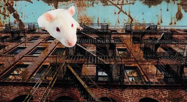 Cities vs. slumlords