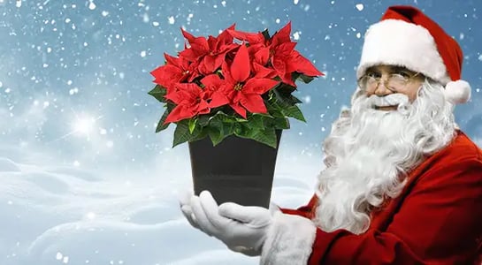 How the poinsettia took over Christmas