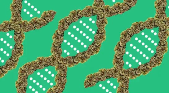 I took a cannabis DNA test and learned more than I bargained for